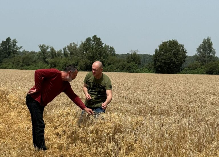 Ministar Dabro sudjelovao u žetvi u Vukovarsko-srijemskoj županiji