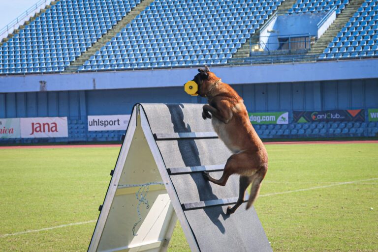Grad Vinkovci domaćin vrhunskog svjetskog natjecanja FCI-IGP Svjetskog prvenstva za radne pse